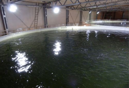 重磅 飛利浦推出 光配方 產品,生長速度提高10