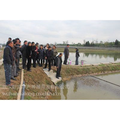 專家來武漢蝦龍水產(chǎn)養(yǎng)殖開發(fā)開展龍蝦養(yǎng)殖技術(shù)研發(fā)工作】價格_ .