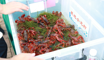 2024哈爾濱寒地小龍蝦產業發展大會啟幕