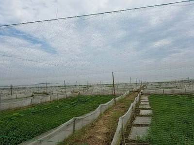 四川哪里有青蛙養殖場