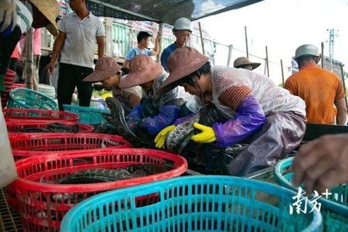 生猛 這條魚開始全面上漲 一尾魚為廣東一個(gè)鎮(zhèn)創(chuàng)收9億元