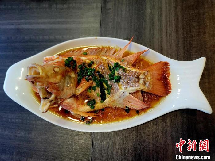 海口探索&ldquo;咸淡水紅鯛魚&rdquo;養(yǎng)殖新賽道 市場(chǎng)供不應(yīng)求