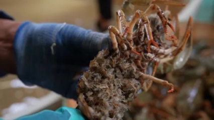 吉木乃縣窄螯螯蝦人工孵化取得重大突破 助力特色水產(chǎn)養(yǎng)殖業(yè)發(fā)展