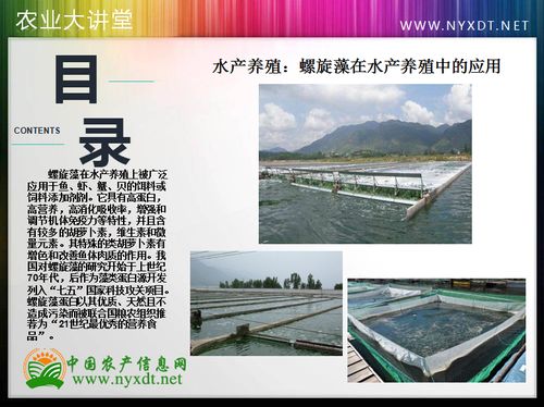 水產(chǎn)養(yǎng)殖 螺旋藻在水產(chǎn)養(yǎng)殖中的應(yīng)用