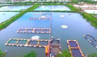 喜訊！斗門8家企業(yè)榮登省級水產(chǎn)養(yǎng)殖榜單，實力彰顯產(chǎn)業(yè)新高度
