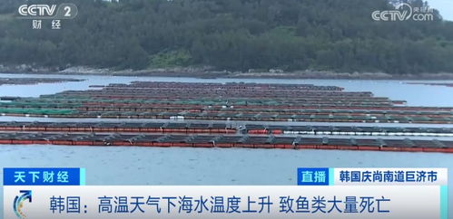 損失超1.5億元！魚(yú)類大量死亡重創(chuàng)水產(chǎn)養(yǎng)殖業(yè)，技術(shù)研發(fā)迫在眉睫