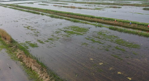 科技賦能，泗洪水產(chǎn)養(yǎng)殖迎發(fā)展新機(jī)遇